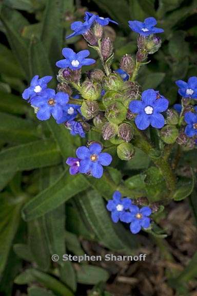 anchusa capensis 2 graphic